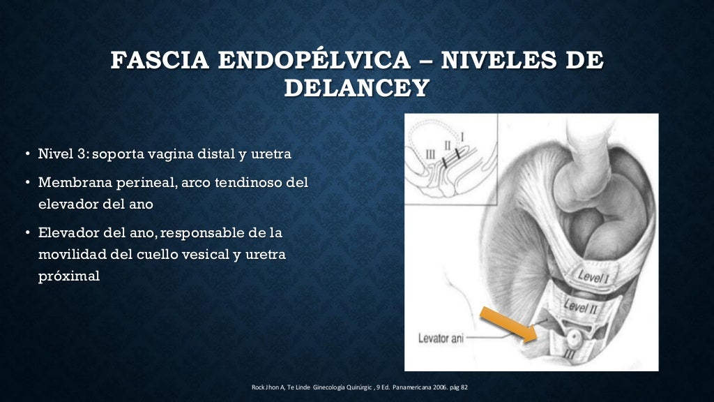 anatomia de piso pelvico, musculo elevador del ano