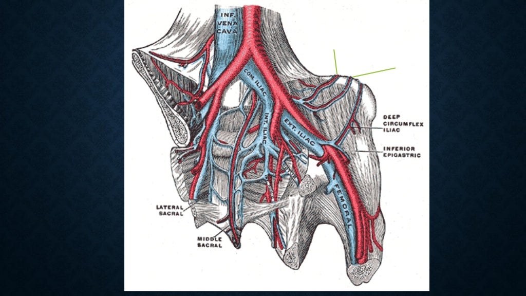anatomia de piso pelvico, musculo elevador del ano