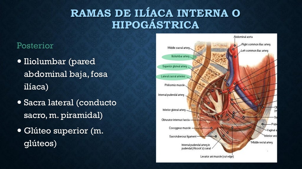 anatomia de piso pelvico, musculo elevador del ano