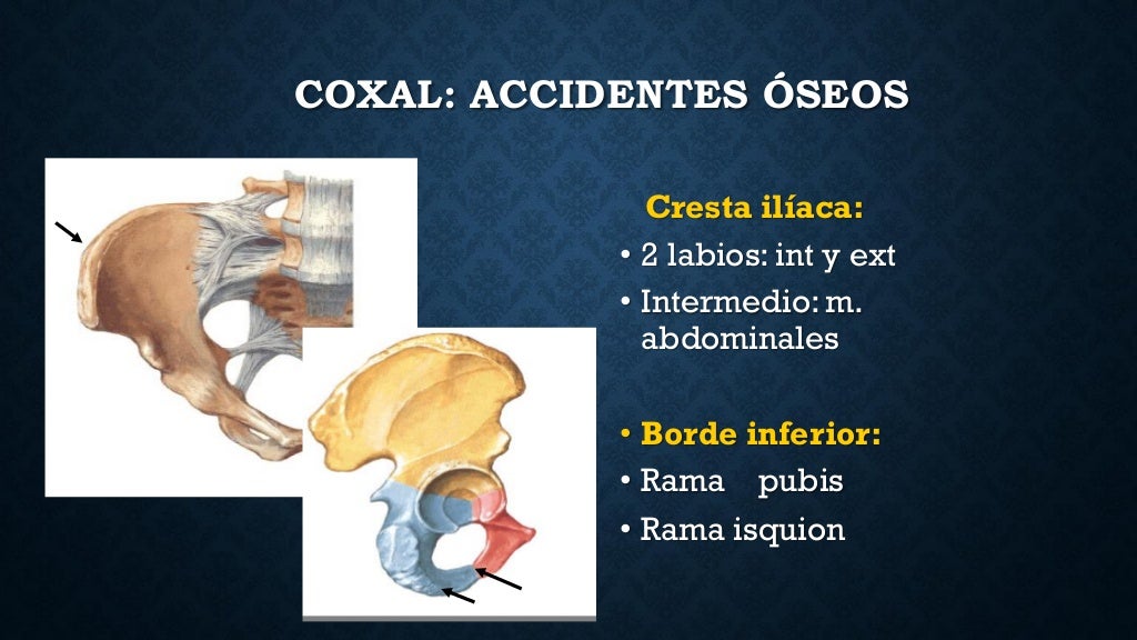 anatomia de piso pelvico, musculo elevador del ano