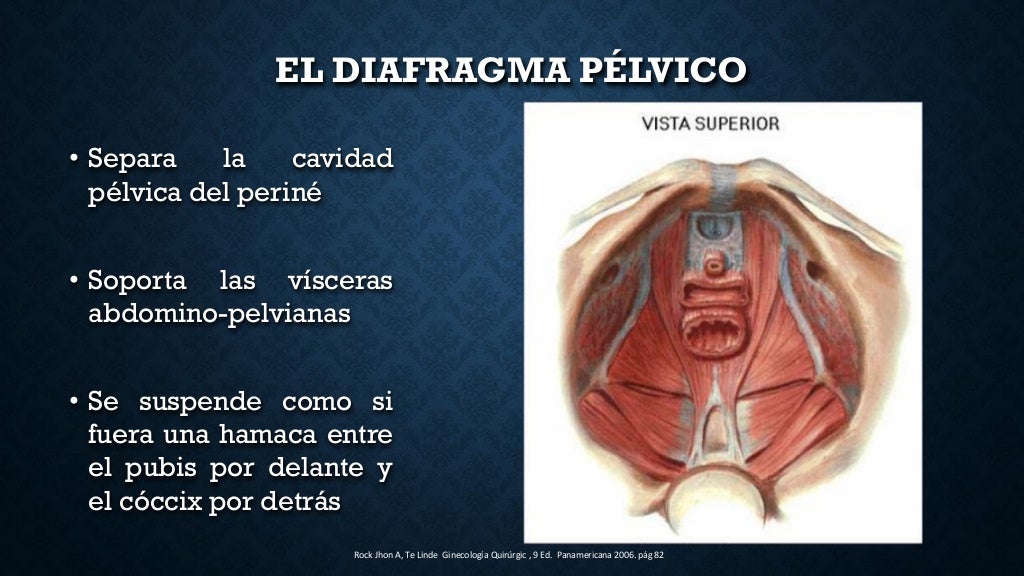 anatomia de piso pelvico, musculo elevador