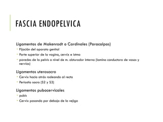 FASCIA ENDOPELVICA
Ligamentos de Makenrodt o Cardinales (Paracolpos)
 Fijación del aparato genital
 Parte superior de la vagina, cervix e istmo
 paredes de la pelvis a nivel de m. obturador interno (lamina conductora de vasos y
nervios)
Ligamentos uterosacro
 Cervix hacia atrás rodeando al recto
 Periostio sacro (S2 y S3)
Ligamentos pubocervicales
 pubis
 Cervix pasando por debajo de la vejiga
 