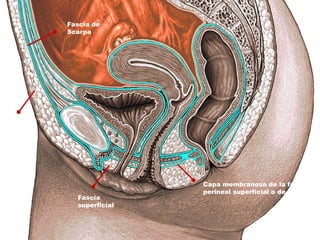 Fascia
superficial
Fascia de
Camper
Capa membranosa de la fascia
perineal superficial o de colles
Fascia de
Scarpa
 