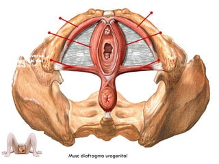 M. isquiocavernoso
M. Transverso
superfical del
periné
M. Bulbocavernoso
Musc diafragma urogenital
 