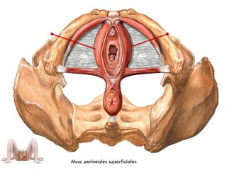 Origen: cuerpo
perineal
Inserción: superficie
posterior del clítoris
Acción: comprime
vena dorsal del
clitoris
M. Bulbocavernoso
Musc perineales superficiales
 