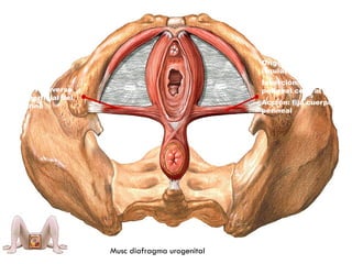M. Transverso
superficial del
periné
Origen: Tuberosidad
isquiática
Inserción: Tendon
perineal central
Acción: fija cuerpo
perineal
Musc diafragma urogenital
 