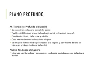 PLANO PROFUNDO
M. Transverso Profundo del periné
 Se encuentran en la parte central del periné
 Función estabilizadora y tono del suelo del periné (evita ptosis visceral),
 Erección del clítoris, defecación y micción
 Cara interna de rama iquiopubiana e isquion
 Se dirigen a la línea media para rodear a la vagina y por delante del ano se
inserta en el núcleo tendinoso del periné
Núcleo tendinoso del periné
 Integrado por fibras lisas y componentes tendinosos, estriados que van del pubis al
isquion
 