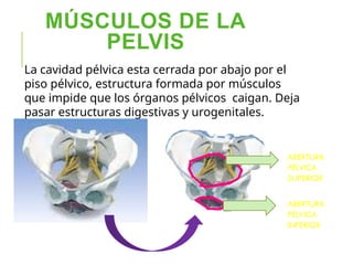MÚSCULOS DE LA
PELVIS
La cavidad pélvica esta cerrada por abajo por el
piso pélvico, estructura formada por músculos
que impide que los órganos pélvicos caigan. Deja
pasar estructuras digestivas y urogenitales.
ABERTURA
PÉLVICA
SUPERIOR
ABERTURA
PÉLVICA
INFERIOR
 