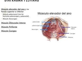 DIAFRAGMA PELVIANO
Músculo elevador del ano y su
fascia superior e inferior
 Músculo pubovisceral (con los
fascículos pubocoxígeo y puborectal).
 Músculo ileocoxígeo
Músculo Obturador Interno
Músculo Piriforme
Músculo Coxígeo
 