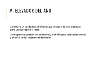 M. ELEVADOR DEL ANO
Constituye un verdadero diafrgma que dispone de una abertura
para uretra,vagina y recto
Contrapone la presión intrabdominal, el diafragma toracoabdominal
y el peso de las visceras abdominales
 