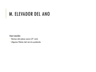 M. ELEVADOR DEL ANO
Inervación
 Ramas del plexo sacro (3ª raíz)
 Algunos filetes del nervio pudendo
 