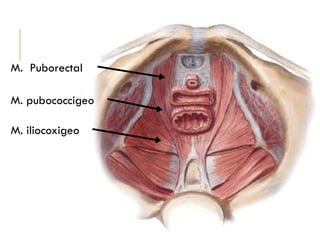 M. Puborectal
M. pubococcigeo
M. iliocoxigeo
 