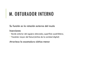 M. OBTURADOR INTERNO
Su función es la rotación externa del muslo
Inserciones
 Borde anterior del agujero obturador, superficie cuadrilátera.
 Trocánter mayor del femur(vértice de la cavidad digital)
Atraviesa la escotadura ciática menor
 