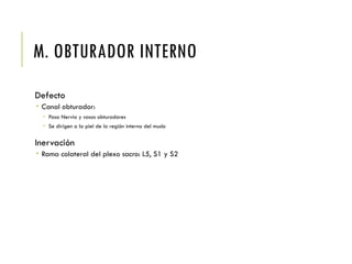 M. OBTURADOR INTERNO
Defecto
 Canal obturador:
 Pasa Nervio y vasos obturadores
 Se dirigen a la piel de la región interna del muslo
Inervación
 Rama colateral del plexo sacro: L5, S1 y S2
 