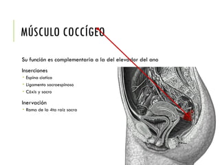 MÚSCULO COCCÍGEO
Su función es complementaria a la del elevador del ano
Inserciones
 Espina ciatica
 Ligamento sacroespinoso
 Cóxis y sacro
Inervación
 Rama de la 4ta raíz sacra
 