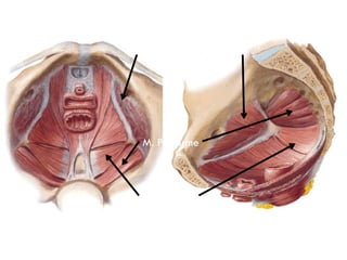 M. Obturador Interno
M. Coxigeo
M. Piriforme
 