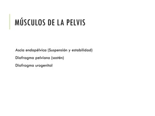 MÚSCULOS DE LA PELVIS
Ascia endopélvica (Suspensión y estabilidad)
Diafragma pelviano (sostén)
Diafragma urogenital
 