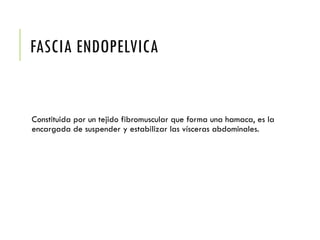 FASCIA ENDOPELVICA
Constituida por un tejido fibromuscular que forma una hamaca, es la
encargada de suspender y estabilizar las vísceras abdominales.
 