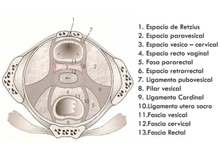 1. Espacio de Retzius
2. Espacio paravesical
3. Espacio vesico – cervical
4. Espacio recto vaginal
5. Fosa pararectal
6. Espacio retrorrectal
7. Ligamento pubovesical
8. Pilar vesical
9. Ligamento Cardinal
10.Ligamento utero sacro
11.Fascia vesical
12.Fascia cervical
13.Fascia Rectal
 