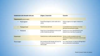 anatomia de piso pelvico femenino final.pptx | Reproductive Health ...
