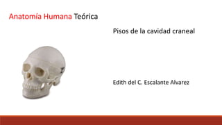 Anatomía Humana Teórica
Edith del C. Escalante Alvarez
Pisos de la cavidad craneal
 