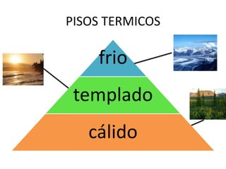 PISOS TERMICOS
frio
templado
cálido
 