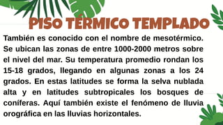 PISO TÉRMICO TEMPLADO
También es conocido con el nombre de mesotérmico.
Se ubican las zonas de entre 1000-2000 metros sobre
el nivel del mar. Su temperatura promedio rondan los
15-18 grados, llegando en algunas zonas a los 24
grados. En estas latitudes se forma la selva nublada
alta y en latitudes subtropicales los bosques de
coníferas. Aquí también existe el fenómeno de lluvia
orográfica en las lluvias horizontales.
 