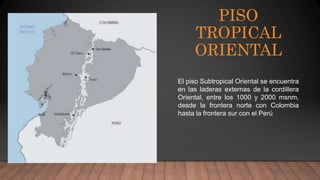 PISO
TROPICAL
ORIENTAL
El piso Subtropical Oriental se encuentra
en las laderas externas de la cordillera
Oriental, entre los 1000 y 2000 msnm,
desde la frontera norte con Colombia
hasta la frontera sur con el Perú
 