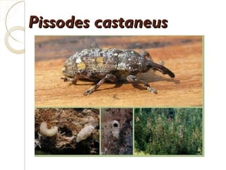 Pissodes castaneus

 