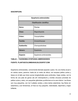 19 
DESCRIPCION. 
Dysphania ambrosioides 
Clasificación científica 
Reino: Plantae 
Clase: Magnoliopsida 
Orden: Caryophyllales 
Familia: Amaranthaceae 
Subfamilia: Chenopodioideae 
Género: Dysphania 
Especie: Dysphania ambrosioides 
TABLA1. : TAXONOMIA DYSPHANIA AMBROSIOIDES 
FUENTE: PLANTASCOLOMBIANAS.BLOGSPOT.COM 
Dysphania ambrosioides, comúnmente llamada epazote o paico. Es una hierba anual o 
en ciertos casos, perenne; hasta de un metro de altura, con escasos pelitos cortos y 
tiesos en el tallo que tiene surcos longitudinales poco profundos, hojas verdes, con la 
forma de una pata de ganso (de ahí chenopodium) y bordes sinuosos provistas de 
pelitos cortos y ralos, con pequeñas glándulas puntiformes en la cara inferior. Las flores 
son muy pequeñas, con 4a 5 pétalos verdes y otros tantos estambres; hay flores sin 
estambres y son femeninas, el fruto es muy pequeño, redondeado, deprimido y negro 
brillante. 
 