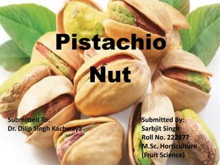 Pistachio
Nut
Submitted To:
Dr. Dilip Singh Kachwaya
Submitted By:
Sarbjit Singh
Roll No. 222877
M.Sc. Horticulture
(Fruit Science)
 
