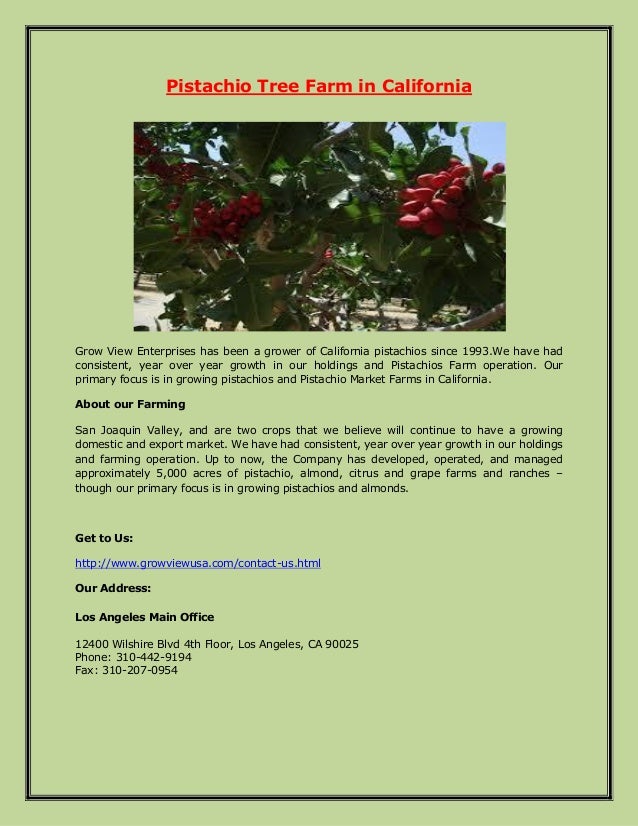 Pistachio tree farm in california