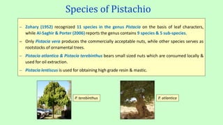 Pistachio nut | PPTX