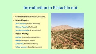 Pistachio nut | PPTX