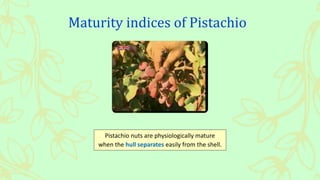 Pistachio nut | PPTX