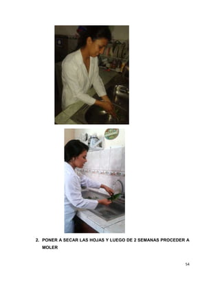 2. PONER A SECAR LAS HOJAS Y LUEGO DE 2 SEMANAS PROCEDER A
MOLER

54

 