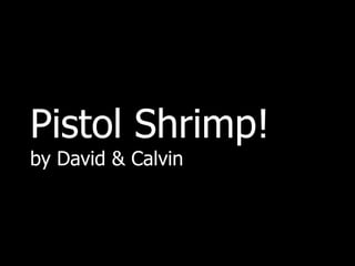 Pistol Shrimp!
by David & Calvin
 