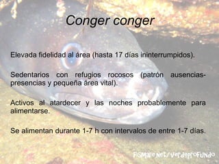 Conger conger <ul><li>Elevada fidelidad al área (hasta 17 días ininterrumpidos). </li></ul><ul><li>Sedentarios con refugio...