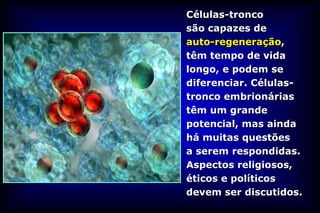 Células-tronco
são capazes de
auto-regeneração,
têm tempo de vida
longo, e podem se
diferenciar. Células-
tronco embrionárias
têm um grande
potencial, mas ainda
há muitas questões
a serem respondidas.
Aspectos religiosos,
éticos e políticos
devem ser discutidos.
 