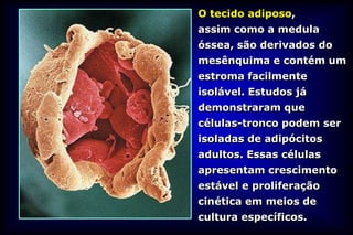 O tecido adiposo,
assim como a medula
óssea, são derivados do
mesênquima e contém um
estroma facilmente
isolável. Estudos já
demonstraram que
células-tronco podem ser
isoladas de adipócitos
adultos. Essas células
apresentam crescimento
estável e proliferação
cinética em meios de
cultura específicos.
 
