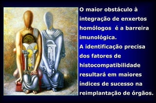 O maior obstáculo à
integração de enxertos
homólogos é a barreira
imunológica.
A identificação precisa
dos fatores de
histocompatibilidade
resultará em maiores
índices de sucesso na
reimplantação de órgãos.
 