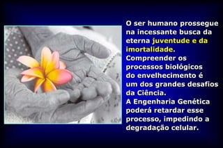 O ser humano prossegue
na incessante busca da
eterna juventude e da
imortalidade.
Compreender os
processos biológicos
do envelhecimento é
um dos grandes desafios
da Ciência.
A Engenharia Genética
poderá retardar esse
processo, impedindo a
degradação celular.
 