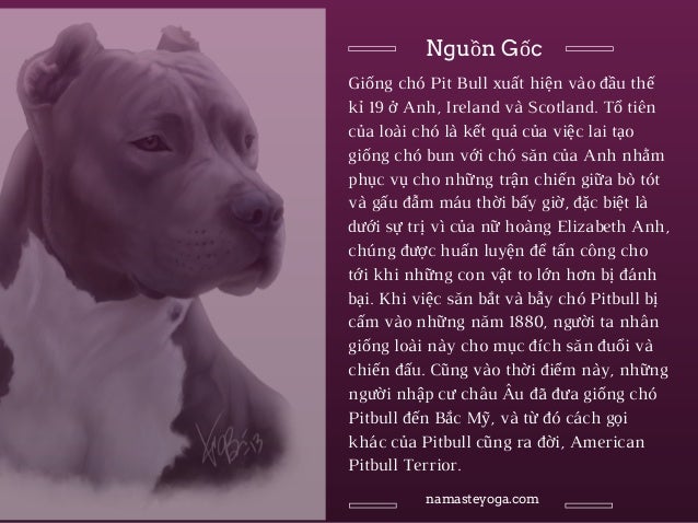 Pit bull - Chú chó thị phi