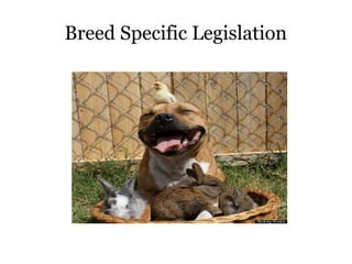 Breed Specific Legislation

 