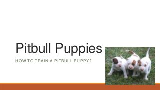 Pitbull Puppies
HOW TO TRAIN A PITBULL PUPPY?
 