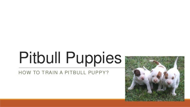 how to a pitbull puppy pitbull puppies how to your pitbull puppy how to a pitbull puppy pitbull puppies how to your pitbull puppy
