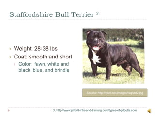 Staffordshire Bull Terrier 3Source: http://pbrc.net/images/faq/sbt2.jpg3. http://www.pitbull-info-and-training.com/types-of-pitbulls.comWeight: 28-38 lbsCoat: smooth and shortColor:  fawn, white and black, blue, and brindle
