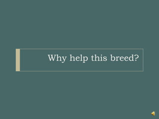 Why help this breed?