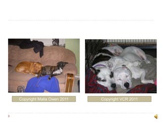 Copyright Malia Owen 2011Copyright VCR 2011