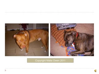 Copyright Malia Owen 2011